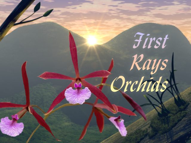 First Rays logo graphic