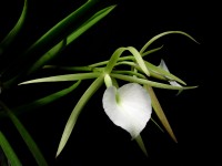Brassavola nodosa 'Mas Mejor' AM/AOS