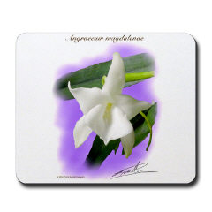 Angraecum magdalenae