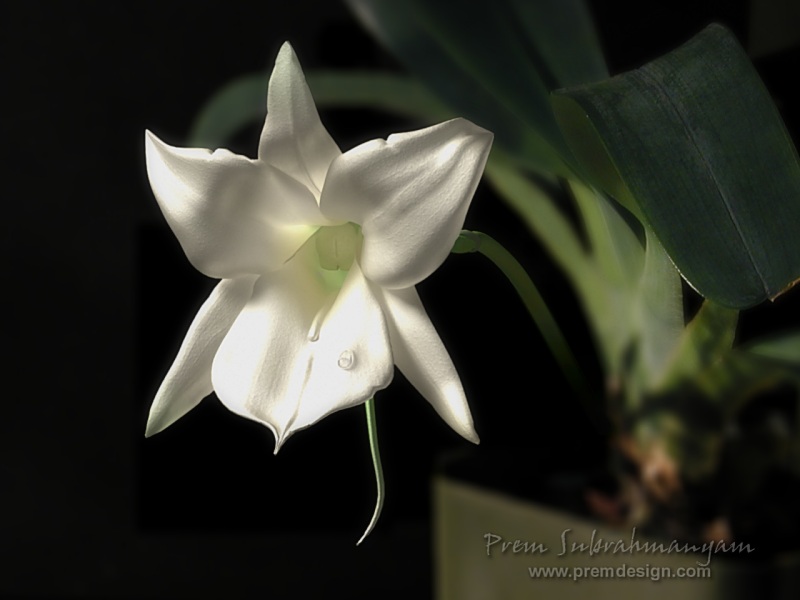 Click image for a desktop-sized version.